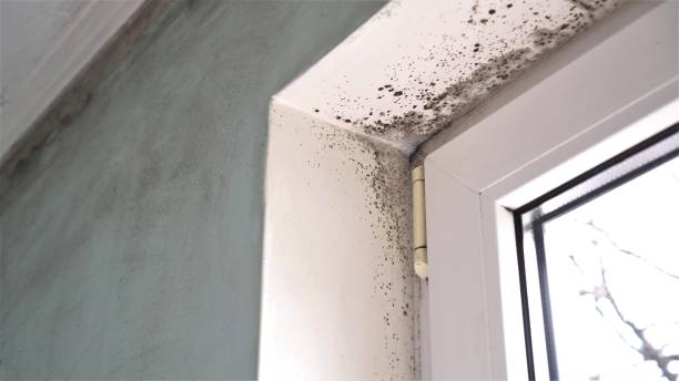 Best Mold Testing  in Huntertown, IN