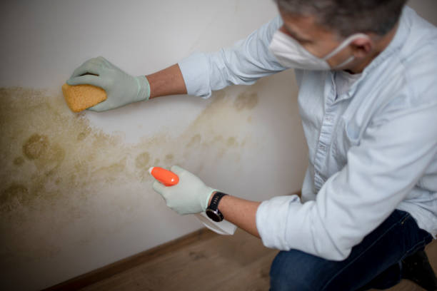 Best Office Mold Removal Services  in Huntertown, IN