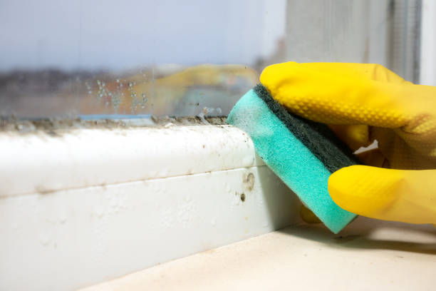 Best Mold Inspection  in Huntertown, IN