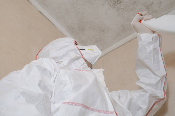 Professional Mold Removal in Huntertown, IN