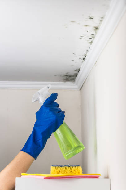 Best Best Mold Removal Companies  in Huntertown, IN