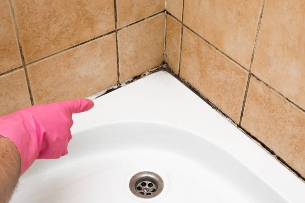 Best Black Mold Removal  in Huntertown, IN