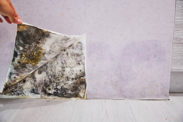 Best Mold Damage Repair  in Huntertown, IN